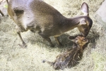 Рождение олененка в «Крокус Сити Океанариуме»